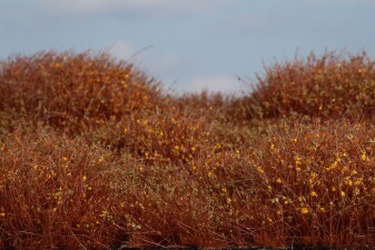 Auhagen 70904 B&uuml;sche/Str&auml;ucher Winter 4-30 mm