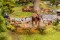 Faller 190036 Aktions-Set Abenteuerspielplatz